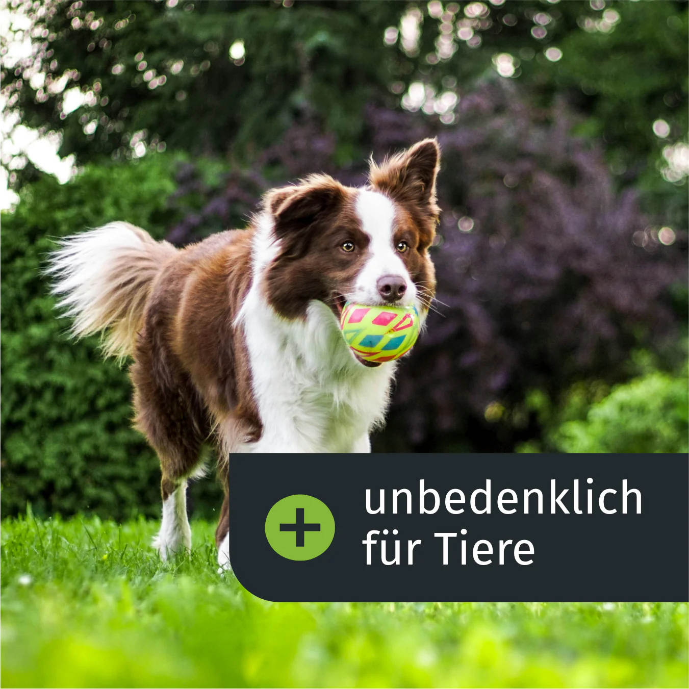 Vorschaubild 5